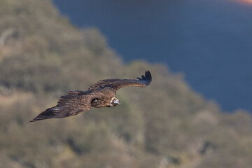 Monniksgier, Cinereous vulture, Aegypius monachus