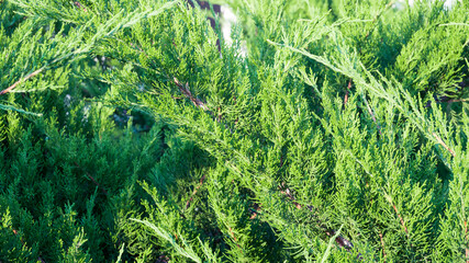 green branch of a thuja tree. selective focus.