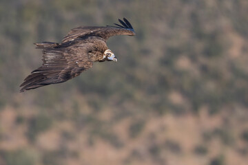 Monniksgier, Cinereous vulture, Aegypius monachus