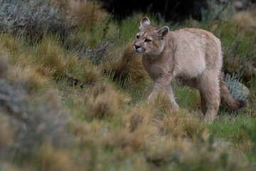 Fototapeta na wymiar The cougar (Puma concolor)