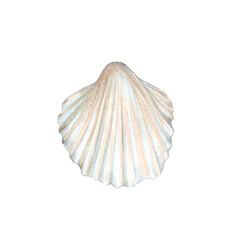 Watercolor pale pink hell isolated on a white background. Sea shell in soft pastel colors. Hand-drawn illustration