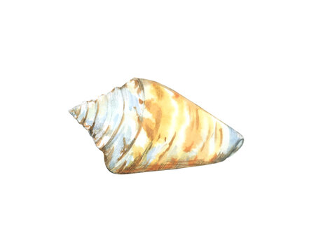 Watercolor seashell white spotted isolated on a white background. Shell with orange spots. Hand-drawn illustration