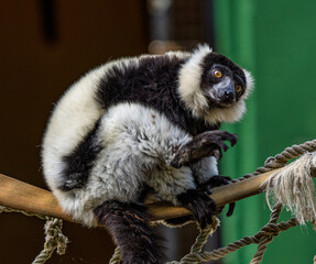 Black and white ruffed lemur in Jerez de la Frontera, Andalusia, Spain