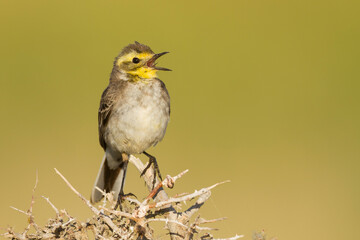 Citroenkwikstaart, Citrine Wagtail, Motacilla citreola