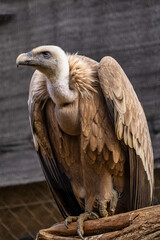 Griffon vulture, Gyps fulvus in Jerez de la Frontera, Andalusia, Spain