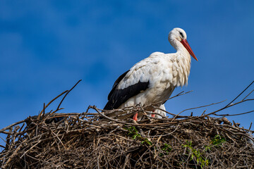 White Stork, Ciconia ciconia in Jerez de la Frontera, Andalusia, Spain