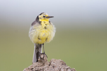 Citroenkwikstaart, Citrine Wagtail, Motacilla citreola citreola
