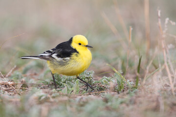 Fototapeta premium Zwartrugcitroenkwikstaart, Himalayan Citrine Wagtail, Motacilla citreola calcarata