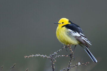 Zwartrugcitroenkwikstaart, Himalayan Citrine Wagtail, Motacilla citreola calcarata