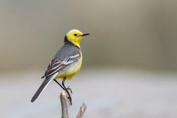Citroenkwikstaart, Citrine Wagtail, Motacilla citreola citreola