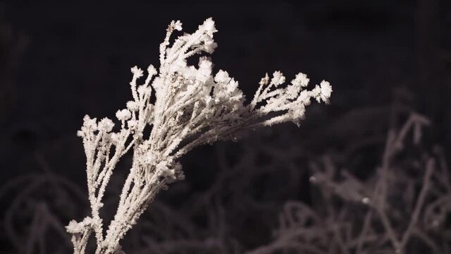 Close-up of fluffy branches of grass covered with sparkling frost bent over. Trees in a cold, winter, snowy forest. Soft, warm light. Beautiful background of nature at night. 4K.