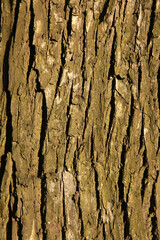 Tree bark, for backgrounds or textures