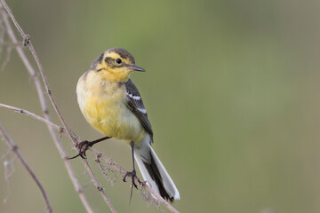 Citroenkwikstaart, Citrine Wagtail, Motacilla citreola citreola