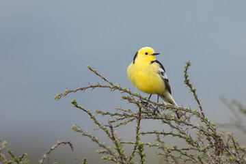 Zwartrugcitroenkwikstaart, Himalayan Citrine Wagtail, Motacilla citreola calcarata