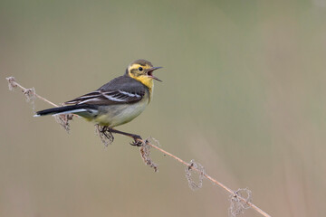 Citroenkwikstaart, Citrine Wagtail, Motacilla citreola citreola