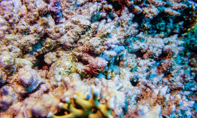 bright beautiful fish of the Red Sea in a natural environment on a coral reef