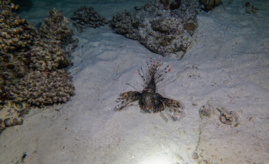 bright beautiful fish of the Red Sea in a natural environment on a coral reef