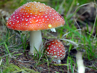 Nahaufnahme eines großen und eines kleinen Fliegenpilzes