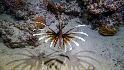 bright beautiful fish of the Red Sea in a natural environment on a coral reef