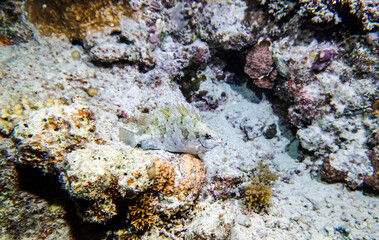 bright beautiful fish of the Red Sea in a natural environment on a coral reef