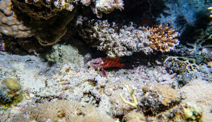 bright beautiful fish of the Red Sea in a natural environment on a coral reef