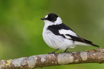 Fototapeta premium Withalsvliegenvanger, Collared Flycatcher, Ficedula albicollis