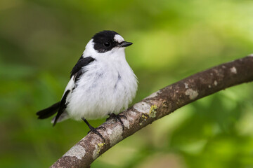 Withalsvliegenvanger, Collared Flycatcher, Ficedula albicollis