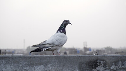 pigeon in the city