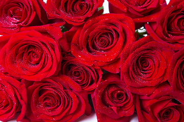 Bouquet of red (burgundy) roses on a white background. Water drops. Close-up.