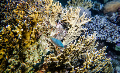 bright beautiful fish of the Red Sea in a natural environment on a coral reef