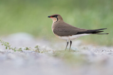 Fototapeta premium Vorkstaartplevier, Collared Pratincole, Glareola pratincola pratincola