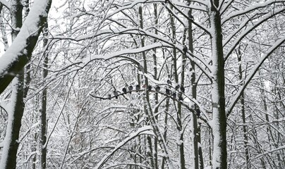 Side view of tree branches covered with snow. Pigeons on the branches. Winter. Background picture. Outdoors