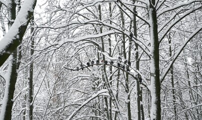 Obraz premium Side view of tree branches covered with snow. Pigeons on the branches. Winter. Background picture. Outdoors