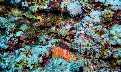 bright beautiful fish of the Red Sea in a natural environment on a coral reef