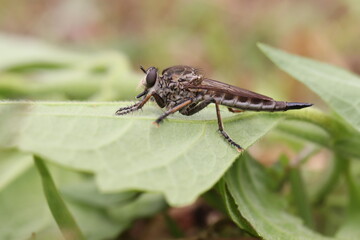 robberfly on leaf