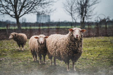 Obraz premium Three sheep on a green field. Rainy day.