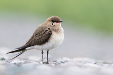 Vorkstaartplevier, Collared Pratincole, Glareola pratincola pratincola