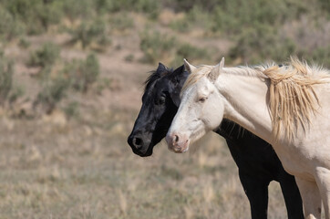 Obraz na płótnie Canvas Wild Horses in the Utah Desert in Springtime