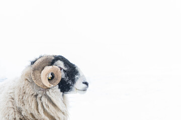 Side view of Swaledale Ram Head with curly horn