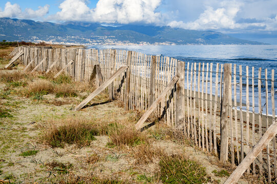 Ganivelle sur la dune