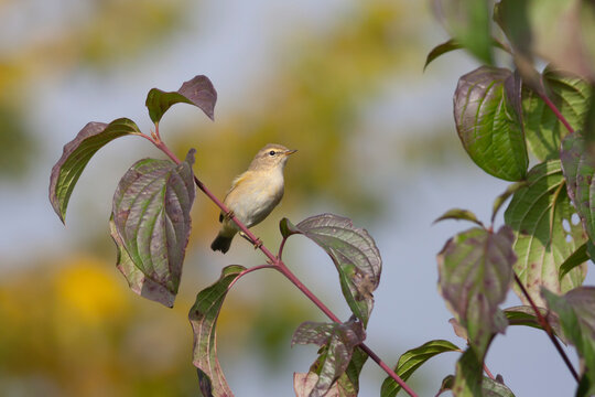 Tjiftjaf, Common Chiffchaff, Phylloscopus collybita