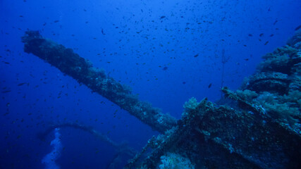 research by divers of a sunken ship on a coral reef in the Red Sea
