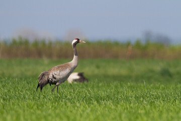 Kraanvogel, Common Crane, Grus grus