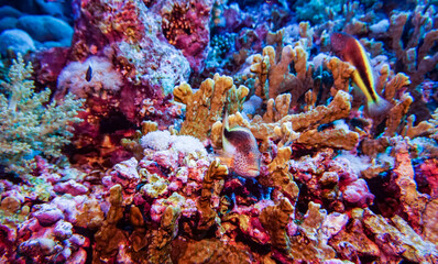bright beautiful fish of the Red Sea in a natural environment on a coral reef