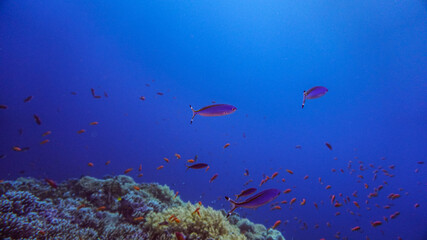 Fototapeta na wymiar bright beautiful fish of the Red Sea in a natural environment on a coral reef