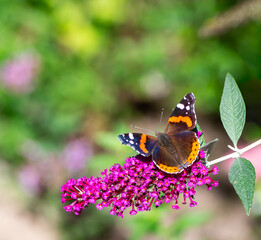 Macro of an Admiral butterfly