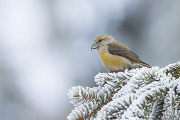 Obraz premium Kruisbek, Common Crossbill, Loxia curvirostra