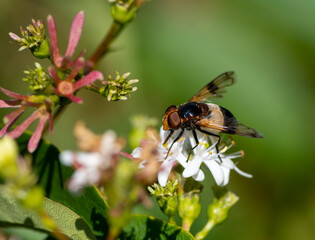 Macro of a pellucid fly