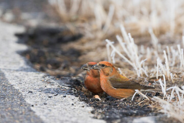 Kruisbek, Common Crossbill, Loxia curvirostra