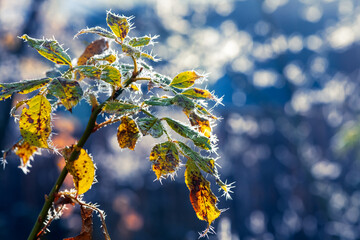 Frosted leaves in the sunlight